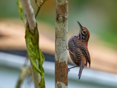 <i class='fa fa-user'></i>&nbsp;Paul van Giersbergen&nbsp;|   Oeverwinterkoning&nbsp; <i class='fa fa-eye'>&nbsp;329</i> &nbsp;<i class='fa fa-thumbs-up'>&nbsp;1</i> &nbsp; <i class='fa fa-comment-o'>&nbsp;2</i>