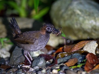 <i class='fa fa-user'></i>&nbsp;Paul van Giersbergen&nbsp;|   Zwartkeelmierlijster&nbsp; <i class='fa fa-eye'>&nbsp;296</i> &nbsp; <i class='fa fa-comment-o'>&nbsp;2</i>