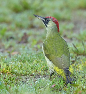 <i class='fa fa-user'></i>&nbsp;loek van de Leur&nbsp;|   Groene Specht&nbsp; <i class='fa fa-eye'>&nbsp;494</i> &nbsp;<i class='fa fa-thumbs-up'>&nbsp;4</i> &nbsp; <i class='fa fa-comment-o'>&nbsp;13</i>