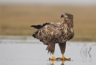 <i class='fa fa-user'></i>&nbsp;charlysax&nbsp;|   Zeearend&nbsp; <i class='fa fa-eye'>&nbsp;713</i> &nbsp;<i class='fa fa-thumbs-up'>&nbsp;9</i> &nbsp; <i class='fa fa-comment-o'>&nbsp;14</i>