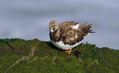 Een van de mooiste steltlopers vind ik de Steenloper. Op de wandelpier bij Hoek van Holland zitten er altijd wel een paar. Deze schudde even mooi zijn veren op.