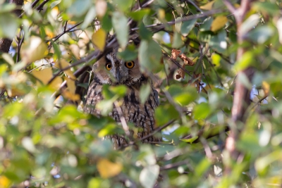 Diep verscholen in de boom was meneer heel nieuwsgierig aan het kijken wat ik aan het doen was. Nu nog wachten tot de blaadjes van de bomen vallen.