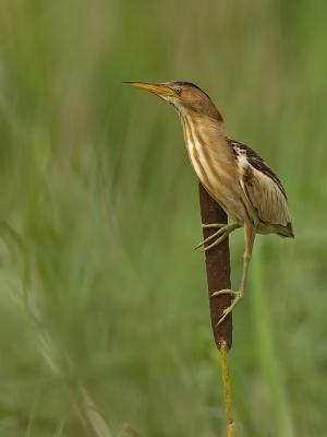 <i class='fa fa-user'></i>&nbsp;Boudewijn Schreiner&nbsp;|   Woudaap&nbsp; <i class='fa fa-eye'>&nbsp;646</i> &nbsp;<i class='fa fa-thumbs-up'>&nbsp;21</i> &nbsp; <i class='fa fa-comment-o'>&nbsp;18</i>