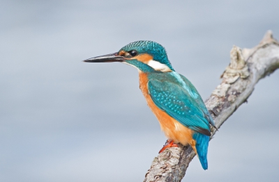 De laatste tijd bijna geen tijd gehad voor vogelfotografie. Dus nu een foto van ca. 2,5 maand geleden. Deze IJsvogel voelde zich prima thuis in het Oostvaardersveld. Door de mooie egale achtergrond komt de IJsvogel naar mijn idee prima tot zijn recht.