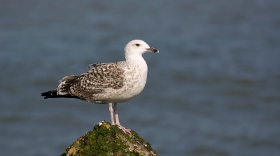 Meeuwen zijn meestal redelijk makkelijk te fotograferen, omdat ze niet gelijk wegvliegen als je in de buurt komt. 
Zo ook deze juveniele vogel. Ik vind ze vaak mooier getekend dan de volwassen vogels.