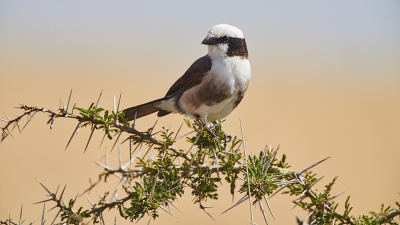 <i class='fa fa-user'></i>&nbsp;peter wijn&nbsp;|   R�ppells Witkruinklauwier&nbsp; <i class='fa fa-eye'>&nbsp;387</i> &nbsp; <i class='fa fa-comment-o'>&nbsp;8</i>