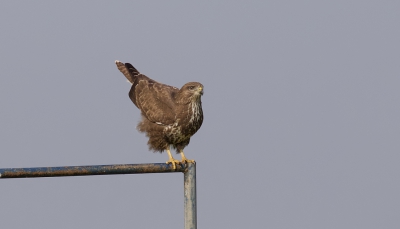 Deze Buizerd vlak voor hij een grote boodschap deed. Daar heb ik ook een foto van, maar dat vond ik niet zo'n smakelijk beeld.