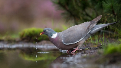 <i class='fa fa-user'></i>&nbsp;freekmeijer&nbsp;|   Houtduif&nbsp; <i class='fa fa-eye'>&nbsp;287</i> &nbsp; <i class='fa fa-comment-o'>&nbsp;6</i>