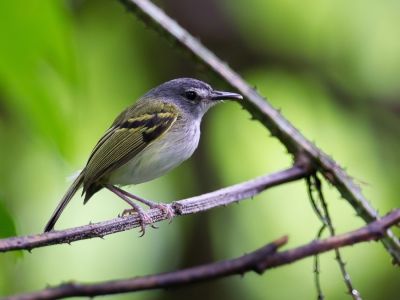 <i class='fa fa-user'></i>&nbsp;Paul van Giersbergen&nbsp;|   Grijskeelschoffelsnavel&nbsp; <i class='fa fa-eye'>&nbsp;204</i> &nbsp; <i class='fa fa-comment-o'>&nbsp;1</i>