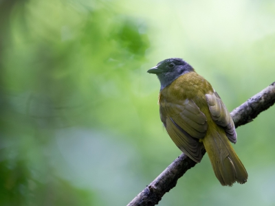 <i class='fa fa-user'></i>&nbsp;Paul van Giersbergen&nbsp;|   Amazonetangare&nbsp; <i class='fa fa-eye'>&nbsp;207</i> &nbsp; <i class='fa fa-comment-o'>&nbsp;0</i>