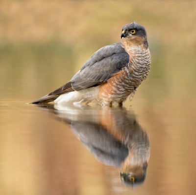 <i class='fa fa-user'></i>&nbsp;Kees Kroon&nbsp;|   Sperwer&nbsp; <i class='fa fa-eye'>&nbsp;819</i> &nbsp;<i class='fa fa-thumbs-up'>&nbsp;36</i> &nbsp; <i class='fa fa-comment-o'>&nbsp;28</i>