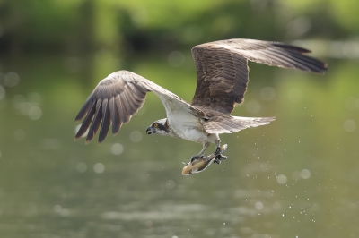 <i class='fa fa-user'></i>&nbsp;Johan G&nbsp;|   Visarend&nbsp; <i class='fa fa-eye'>&nbsp;451</i> &nbsp;<i class='fa fa-thumbs-up'>&nbsp;1</i> &nbsp; <i class='fa fa-comment-o'>&nbsp;4</i>