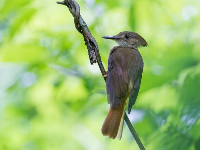 <i class='fa fa-user'></i>&nbsp;Paul van Giersbergen&nbsp;|   Noordelijke Kroontiran&nbsp; <i class='fa fa-eye'>&nbsp;263</i> &nbsp; <i class='fa fa-comment-o'>&nbsp;2</i>