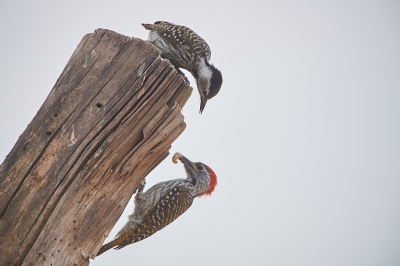 <i class='fa fa-user'></i>&nbsp;peter wijn&nbsp;|   Kardinaalspecht&nbsp; <i class='fa fa-eye'>&nbsp;393</i> &nbsp; <i class='fa fa-comment-o'>&nbsp;9</i>