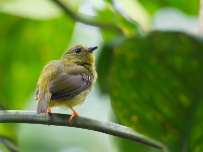 <i class='fa fa-user'></i>&nbsp;Paul van Giersbergen&nbsp;|   Oranjekraagmanakin&nbsp; <i class='fa fa-eye'>&nbsp;204</i> &nbsp; <i class='fa fa-comment-o'>&nbsp;0</i>