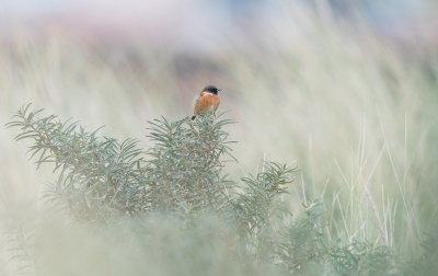 <i class='fa fa-user'></i>&nbsp;Hans Overduin&nbsp;|   Roodborsttapuit&nbsp; <i class='fa fa-eye'>&nbsp;579</i> &nbsp;<i class='fa fa-thumbs-up'>&nbsp;17</i> &nbsp; <i class='fa fa-comment-o'>&nbsp;19</i>