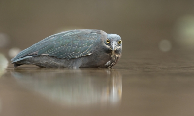 <i class='fa fa-user'></i>&nbsp;Ton D�pp&nbsp;|   Gal�pagosreiger&nbsp; <i class='fa fa-eye'>&nbsp;509</i> &nbsp;<i class='fa fa-thumbs-up'>&nbsp;4</i> &nbsp; <i class='fa fa-comment-o'>&nbsp;13</i>