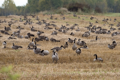 <i class='fa fa-user'></i>&nbsp;jan Luit&nbsp;|   Grote Canadese Gans&nbsp; <i class='fa fa-eye'>&nbsp;305</i> &nbsp; <i class='fa fa-comment-o'>&nbsp;2</i>