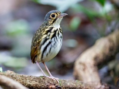 <i class='fa fa-user'></i>&nbsp;Paul van Giersbergen&nbsp;|   Brilmierpitta&nbsp; <i class='fa fa-eye'>&nbsp;334</i> &nbsp;<i class='fa fa-thumbs-up'>&nbsp;1</i> &nbsp; <i class='fa fa-comment-o'>&nbsp;5</i>