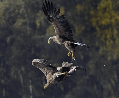 <i class='fa fa-user'></i>&nbsp;Martijn de Jonge&nbsp;|   Zeearend&nbsp; <i class='fa fa-eye'>&nbsp;637</i> &nbsp;<i class='fa fa-thumbs-up'>&nbsp;3</i> &nbsp; <i class='fa fa-comment-o'>&nbsp;6</i>