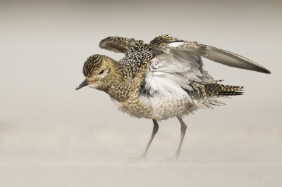 <i class='fa fa-user'></i>&nbsp;Peter Soer&nbsp;|   Goudplevier&nbsp; <i class='fa fa-eye'>&nbsp;510</i> &nbsp;<i class='fa fa-thumbs-up'>&nbsp;12</i> &nbsp; <i class='fa fa-comment-o'>&nbsp;13</i>