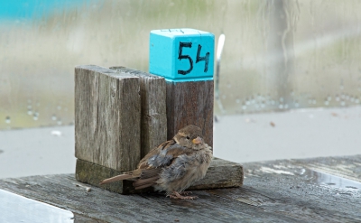 <i class='fa fa-user'></i>&nbsp;nelappelmelk&nbsp;|   Huismus&nbsp; <i class='fa fa-eye'>&nbsp;426</i> &nbsp;<i class='fa fa-thumbs-up'>&nbsp;3</i> &nbsp; <i class='fa fa-comment-o'>&nbsp;14</i>