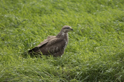 Deze mooie buizerd vandaag gefotografeerd vanuit de auto, kreeg net genoeg tijd voor hij er vandoor ging .