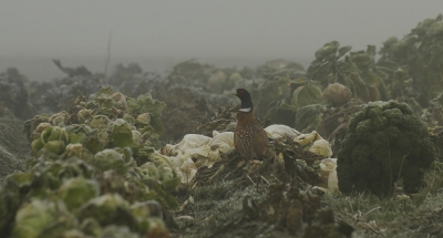 <i class='fa fa-user'></i>&nbsp;Fons Hoiting&nbsp;|   Fazant&nbsp; <i class='fa fa-eye'>&nbsp;451</i> &nbsp;<i class='fa fa-thumbs-up'>&nbsp;5</i> &nbsp; <i class='fa fa-comment-o'>&nbsp;20</i>