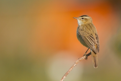 <i class='fa fa-user'></i>&nbsp;Andr� Pijl&nbsp;|   Rietzanger&nbsp; <i class='fa fa-eye'>&nbsp;585</i> &nbsp;<i class='fa fa-thumbs-up'>&nbsp;15</i> &nbsp; <i class='fa fa-comment-o'>&nbsp;23</i>