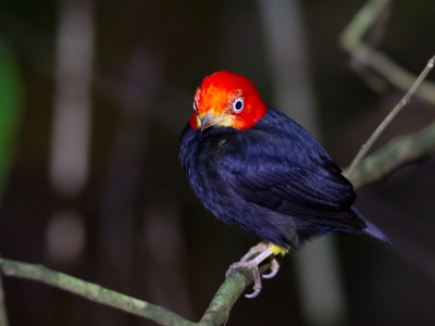 <i class='fa fa-user'></i>&nbsp;Paul van Giersbergen&nbsp;|   Geelbroekmanakin&nbsp; <i class='fa fa-eye'>&nbsp;302</i> &nbsp; <i class='fa fa-comment-o'>&nbsp;3</i>