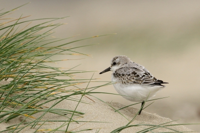 <i class='fa fa-user'></i>&nbsp;Rob Belterman&nbsp;|   Drieteenstrandloper&nbsp; <i class='fa fa-eye'>&nbsp;309</i> &nbsp;<i class='fa fa-thumbs-up'>&nbsp;3</i> &nbsp; <i class='fa fa-comment-o'>&nbsp;12</i>