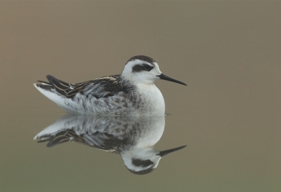 <i class='fa fa-user'></i>&nbsp;charlysax&nbsp;|   Grauwe Franjepoot&nbsp; <i class='fa fa-eye'>&nbsp;643</i> &nbsp;<i class='fa fa-thumbs-up'>&nbsp;23</i> &nbsp; <i class='fa fa-comment-o'>&nbsp;22</i>