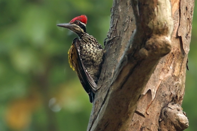 <i class='fa fa-user'></i>&nbsp;Martjan Lammertink&nbsp;|   Grote Goudrugspecht&nbsp; <i class='fa fa-eye'>&nbsp;285</i> &nbsp; <i class='fa fa-comment-o'>&nbsp;4</i>