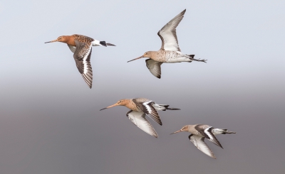 <i class='fa fa-user'></i>&nbsp;ep&nbsp;|   Grutto&nbsp; <i class='fa fa-eye'>&nbsp;542</i> &nbsp;<i class='fa fa-thumbs-up'>&nbsp;5</i> &nbsp; <i class='fa fa-comment-o'>&nbsp;9</i>