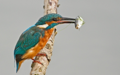 Af en toe heb je zomaar een gelukje. Dat had ik vandaag. Een IJsvogel die zich probleemloos liet fotograferen, en tussendoor ook nog af en toe een visje ving, en dat soms met zijn snavel doorboorde, zoals te zien is op deze foto.