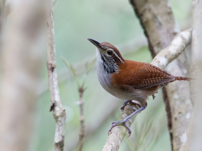<i class='fa fa-user'></i>&nbsp;Paul van Giersbergen&nbsp;|   Rood-witte Winterkoning&nbsp; <i class='fa fa-eye'>&nbsp;308</i> &nbsp; <i class='fa fa-comment-o'>&nbsp;3</i>