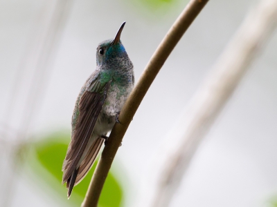 <i class='fa fa-user'></i>&nbsp;Paul van Giersbergen&nbsp;|   Mangroveamazilia&nbsp; <i class='fa fa-eye'>&nbsp;252</i> &nbsp; <i class='fa fa-comment-o'>&nbsp;3</i>