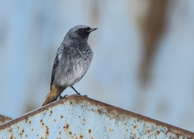 <i class='fa fa-user'></i>&nbsp;Fred&nbsp;|   Zwarte Roodstaart&nbsp; <i class='fa fa-eye'>&nbsp;326</i> &nbsp;<i class='fa fa-thumbs-up'>&nbsp;4</i> &nbsp; <i class='fa fa-comment-o'>&nbsp;6</i>