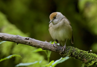 Vandaag in een vogelhut gezeten, waarbij o.m. dit vrouwtje Zwartkop langs kwam. Ze ging precies op de plek zitten waar ik ze hebben wilde, namelijk tussen het mos met een donkere achtergrond. Ik vind het kleine paddenstoeltje naast haar ook zo leuk.