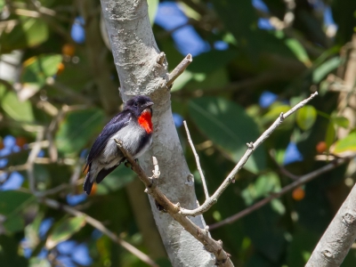 <i class='fa fa-user'></i>&nbsp;Paul van Giersbergen&nbsp;|   Roodborsthoningvogel&nbsp; <i class='fa fa-eye'>&nbsp;264</i> &nbsp; <i class='fa fa-comment-o'>&nbsp;1</i>