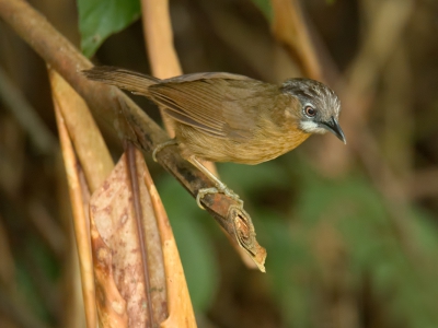 <i class='fa fa-user'></i>&nbsp;David Spelt&nbsp;|   Grijskeelboomtimalia&nbsp; <i class='fa fa-eye'>&nbsp;199</i> &nbsp; <i class='fa fa-comment-o'>&nbsp;1</i>