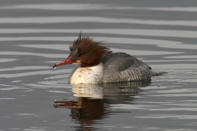 Canon EOS 20D, Canon EF 600mm f/4L IS USM + EF 1.4x II,
1/400sec, Tv, F 11.0, ISO 400