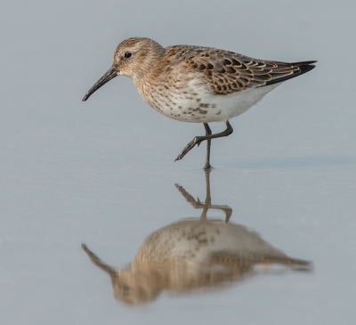 <i class='fa fa-user'></i>&nbsp;pietwil&nbsp;|   Bonte Strandloper&nbsp; <i class='fa fa-eye'>&nbsp;413</i> &nbsp;<i class='fa fa-thumbs-up'>&nbsp;3</i> &nbsp; <i class='fa fa-comment-o'>&nbsp;8</i>