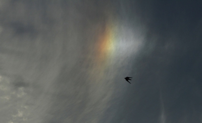 <i class='fa fa-user'></i>&nbsp;Fons Hoiting&nbsp;|   Huiszwaluw&nbsp; <i class='fa fa-eye'>&nbsp;472</i> &nbsp;<i class='fa fa-thumbs-up'>&nbsp;8</i> &nbsp; <i class='fa fa-comment-o'>&nbsp;13</i>