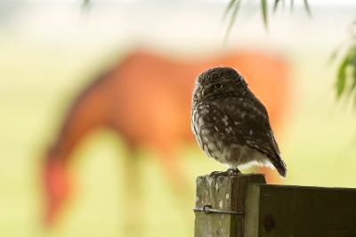 <i class='fa fa-user'></i>&nbsp;Rob Kuiper&nbsp;|   Steenuil&nbsp; <i class='fa fa-eye'>&nbsp;436</i> &nbsp;<i class='fa fa-thumbs-up'>&nbsp;15</i> &nbsp; <i class='fa fa-comment-o'>&nbsp;17</i>