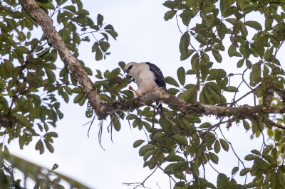 <i class='fa fa-user'></i>&nbsp;Louis56&nbsp;|   Zwartmaskerbuizerd&nbsp; <i class='fa fa-eye'>&nbsp;337</i> &nbsp; <i class='fa fa-comment-o'>&nbsp;5</i>