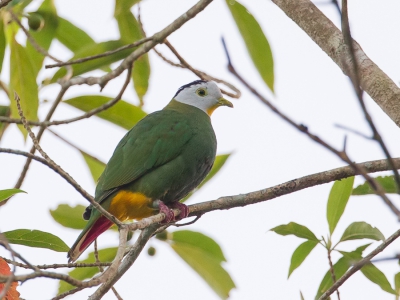 <i class='fa fa-user'></i>&nbsp;Paul van Giersbergen&nbsp;|   Zwartnekjufferduif&nbsp; <i class='fa fa-eye'>&nbsp;248</i> &nbsp;<i class='fa fa-thumbs-up'>&nbsp;1</i> &nbsp; <i class='fa fa-comment-o'>&nbsp;5</i>