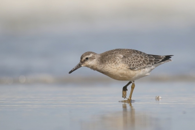 <i class='fa fa-user'></i>&nbsp;groenvogel57&nbsp;|   Kanoet&nbsp; <i class='fa fa-eye'>&nbsp;396</i> &nbsp;<i class='fa fa-thumbs-up'>&nbsp;2</i> &nbsp; <i class='fa fa-comment-o'>&nbsp;12</i>