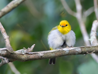 <i class='fa fa-user'></i>&nbsp;Paul van Giersbergen&nbsp;|   Geelringbrilvogel&nbsp; <i class='fa fa-eye'>&nbsp;289</i> &nbsp; <i class='fa fa-comment-o'>&nbsp;3</i>