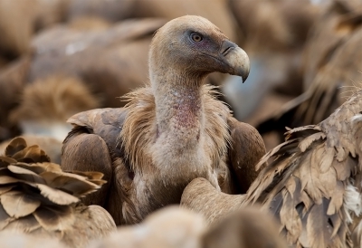 <i class='fa fa-user'></i>&nbsp;charlysax&nbsp;|   Vale Gier&nbsp; <i class='fa fa-eye'>&nbsp;371</i> &nbsp; <i class='fa fa-comment-o'>&nbsp;4</i>